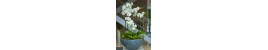 YILDIZ ÇİÇEKEVİ YILDIZ ÇİÇEKEVİ
