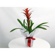Guzmania