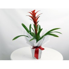 Guzmania
