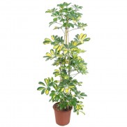 Schefflera