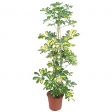 Schefflera